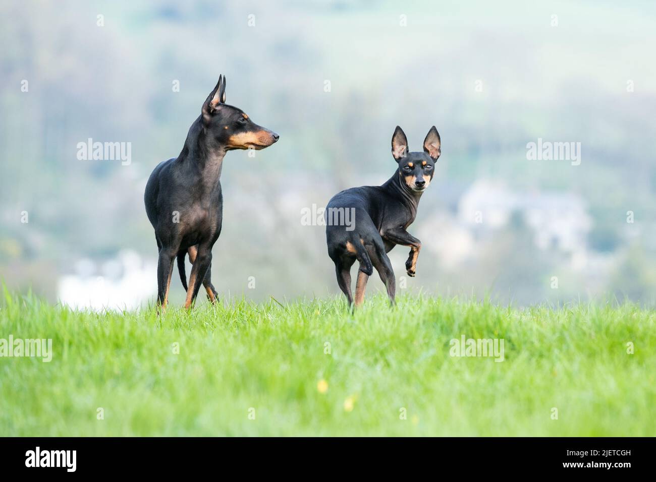 English Toy Terrier Foto Stock