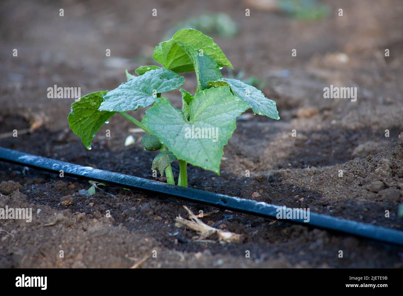 Giovane gambo di cetriolo in terreno nero con un nastro per irrigazione a goccia. Foto Stock