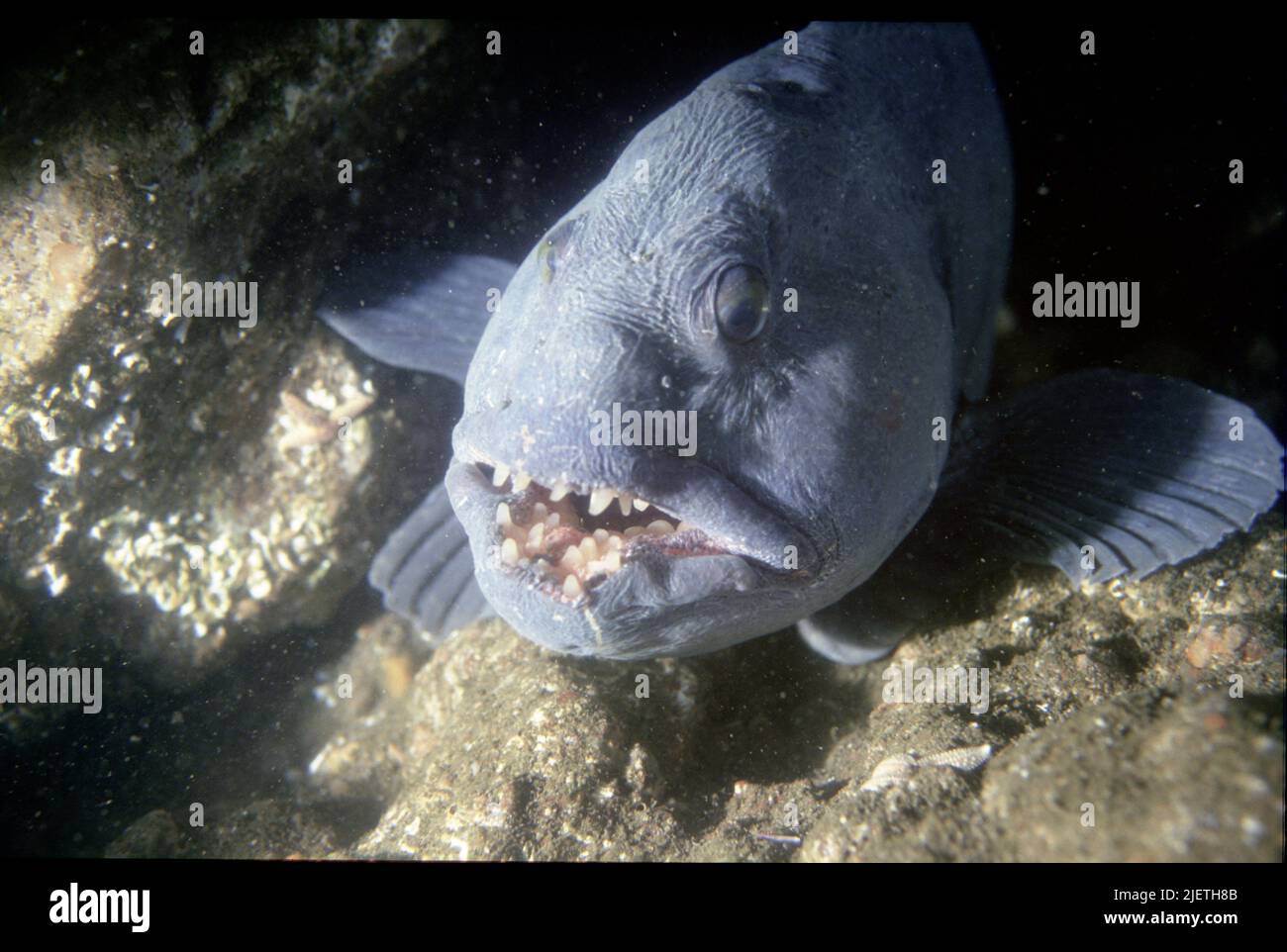 Il lupo di pesce o Anarhichas lupus, vista frontale, che mostra i loro denti, sei denti fang-like, solidi e conici. Foto Stock