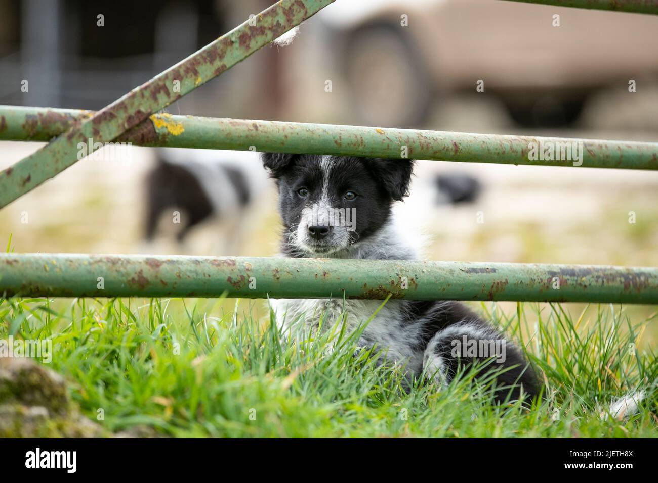 Border Collie cuccioli Foto Stock