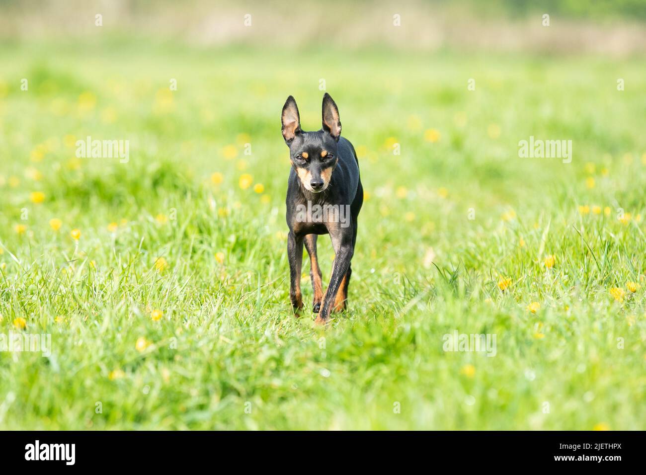 English Toy Terrier Foto Stock