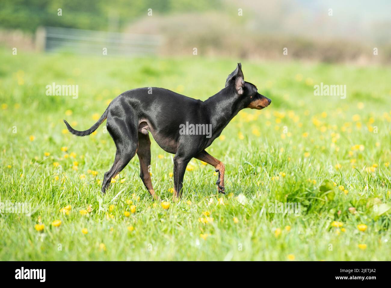 English Toy Terrier Foto Stock
