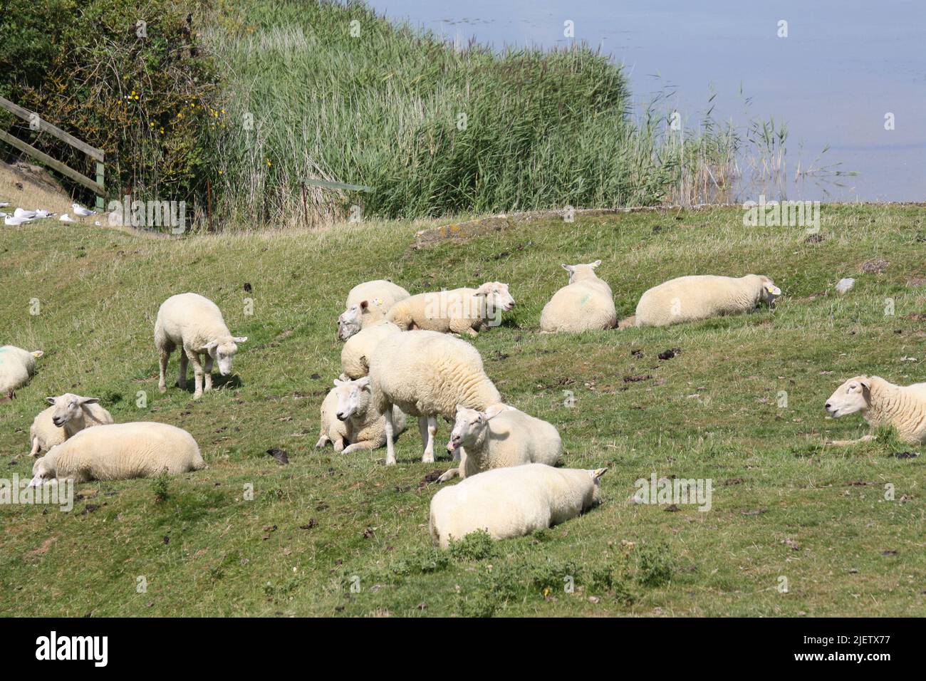 Pecora su un prato di dike su Sylt Foto Stock