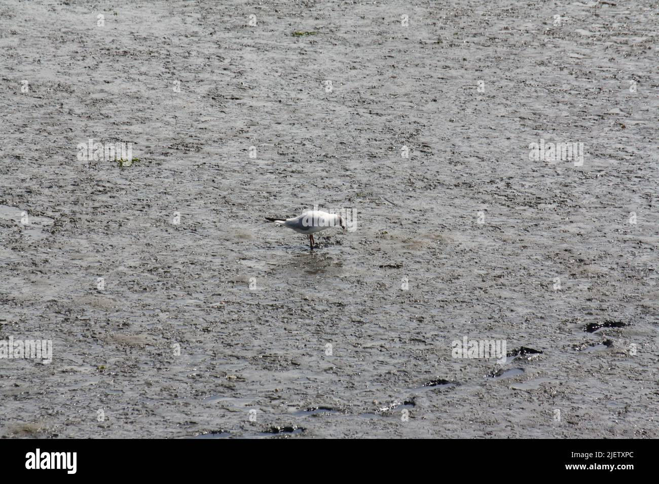 Il gabbiano a testa nera tira fuori dalla sabbia un verme Foto Stock