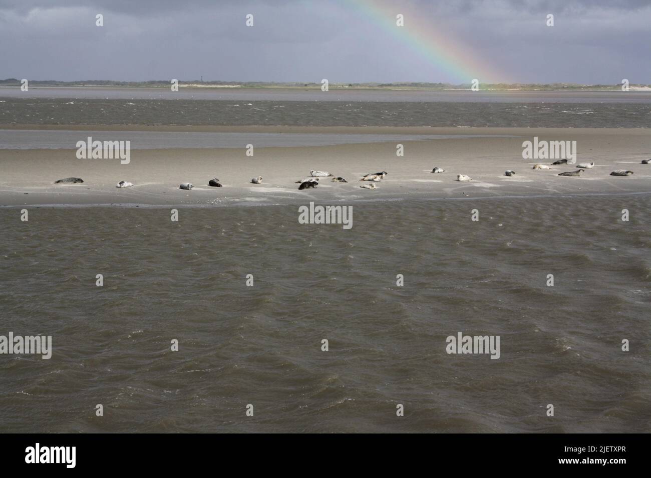 Foche su un banco di sabbia sotto un arcobaleno vicino all'isola di Langeoog Foto Stock