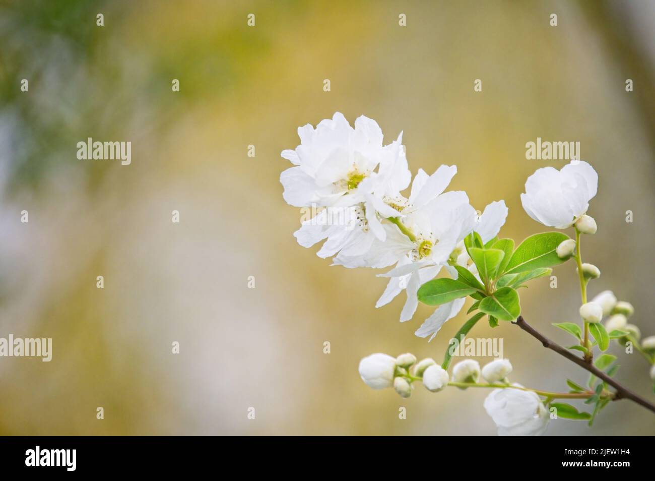 Fiore di ciliegio bianco (Prunus speciosa) ramo e fiori, immagine di enetering da angolo in basso a destra della fotografia Foto Stock