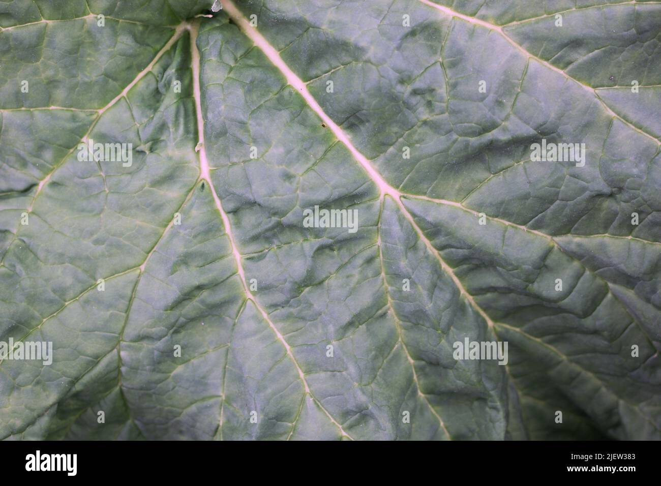 Pieno telaio di una foglia lussureggiante con vene enormi. Foto Stock