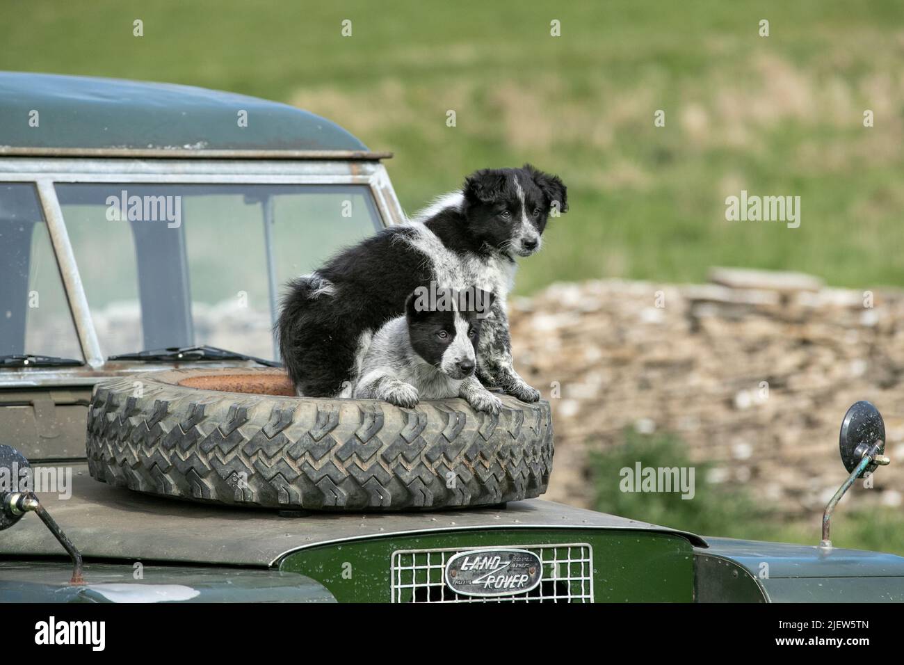 Sheepdog e cuccioli di lavoro Foto Stock