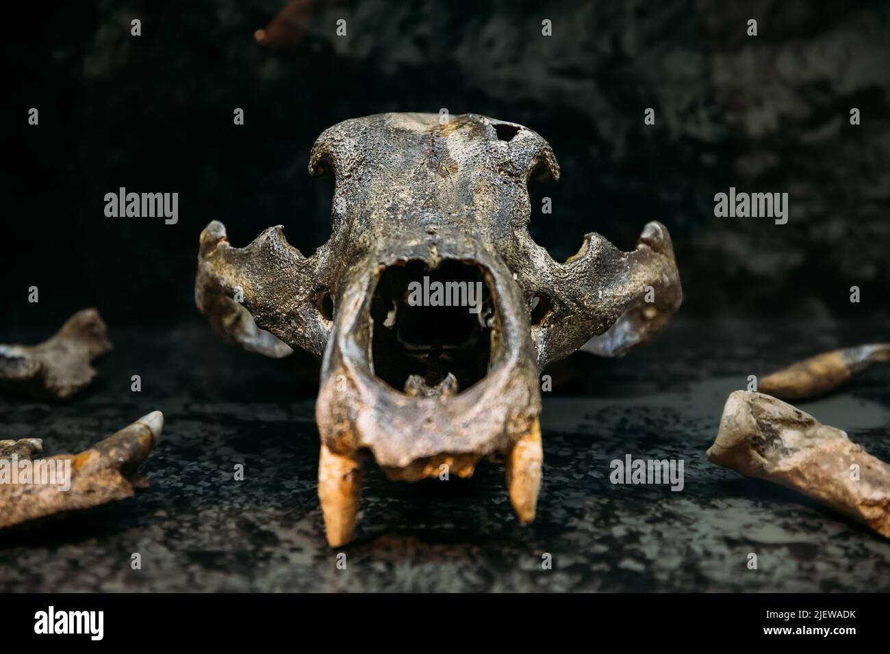 Cranio Ursus Spelaeus. Scafi e ossa di Orso Cave. Scoperto nel complesso della Grotta di Tsutskhvati. Tbilisi, Georgia. Museo Nazionale Georgiano. La Grotta Appe Foto Stock