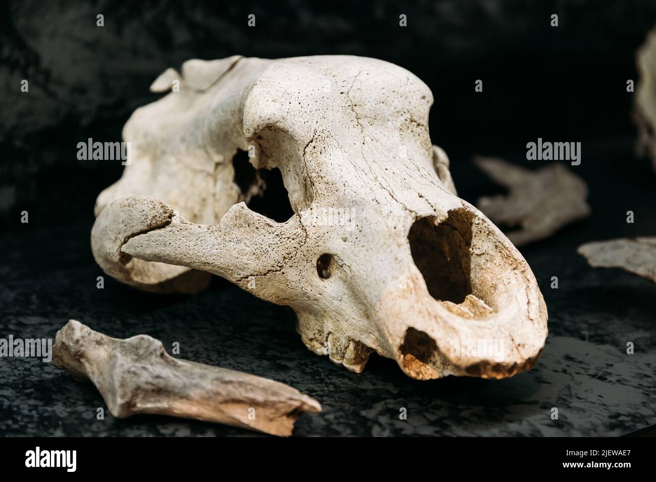 Scafi e ossa di Orso Cave. Scoperto nel complesso della Grotta di Tsutskhvati. Cranio Ursus Spelaeus. Tbilisi, Georgia. Museo Nazionale Georgiano. La Grotta Appe Foto Stock