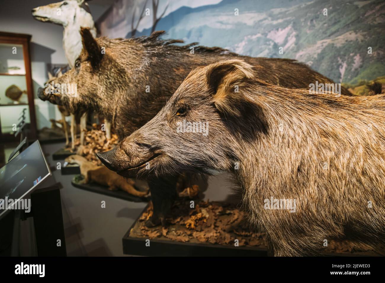 Primo piano di Taxidermy Ruffed Wild Boar. Concetti animali. Museo Exhibition of Wild Life. Ripieno di cinghiale. Manichino di cinghiale. Concetti sulla fauna selvatica. Foto Stock