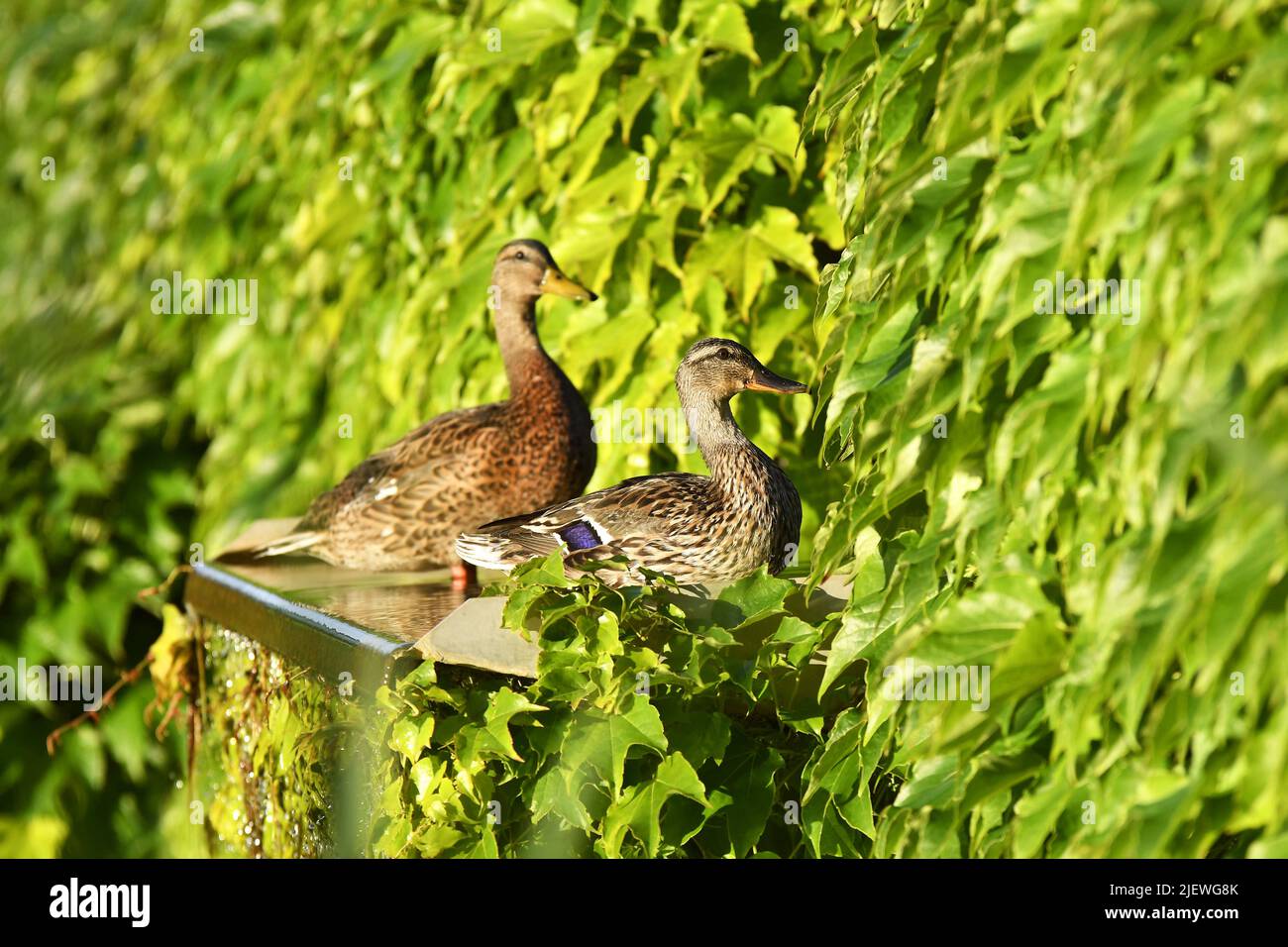 Mallard anatra (Anas platyrhynchos) femmine nella vegetazione, Praga Repubblica Ceca. Foto Stock