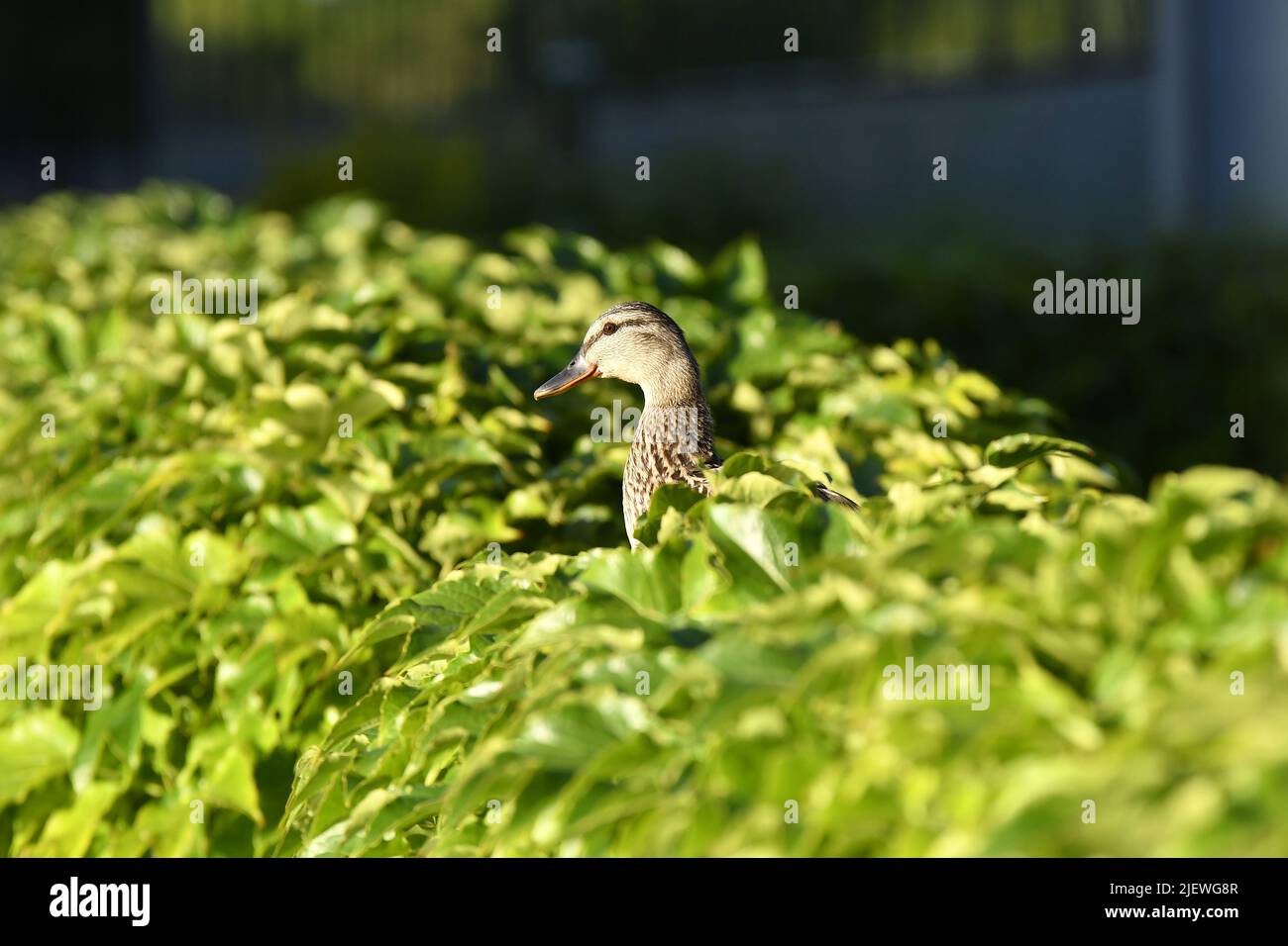 Mallard anatra (Anas platyrhynchos) femmina nella vegetazione, Praga Repubblica Ceca. Foto Stock