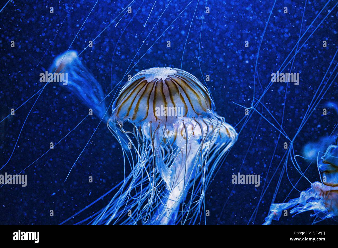 meduse galleggianti in acquario isolato mostrato. tentacoli lunghi. Animale marino, invertebrato. Foto animale dall'acqua salata Foto Stock