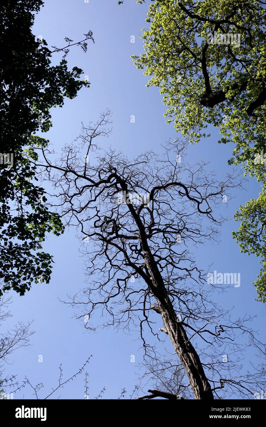 trees sheringham park norfolk inghilterra Foto Stock