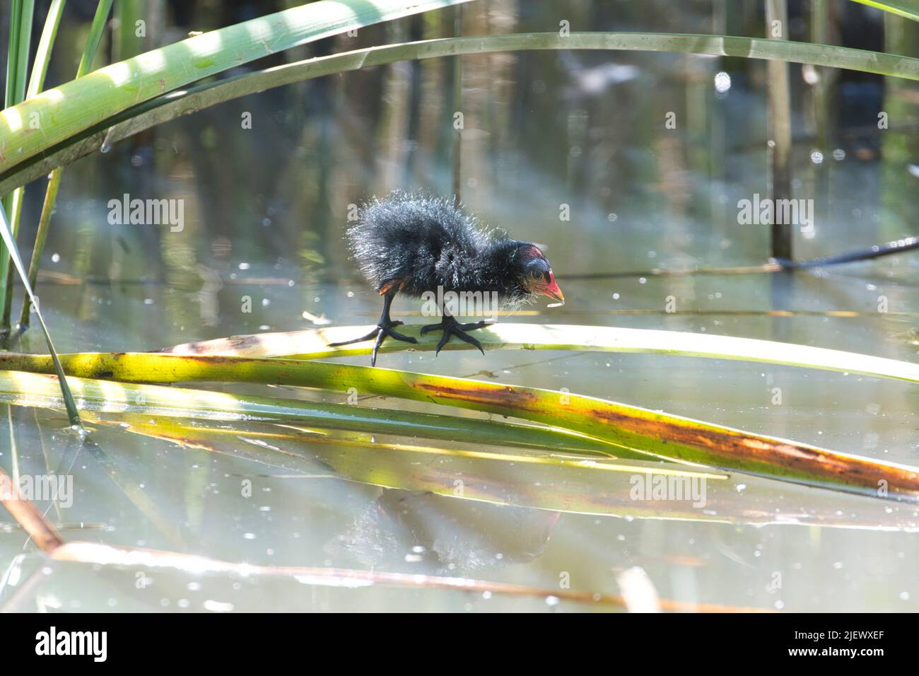 Moorhen (Gallinula chloropus), pulcino giovane in uno stagno Foto Stock