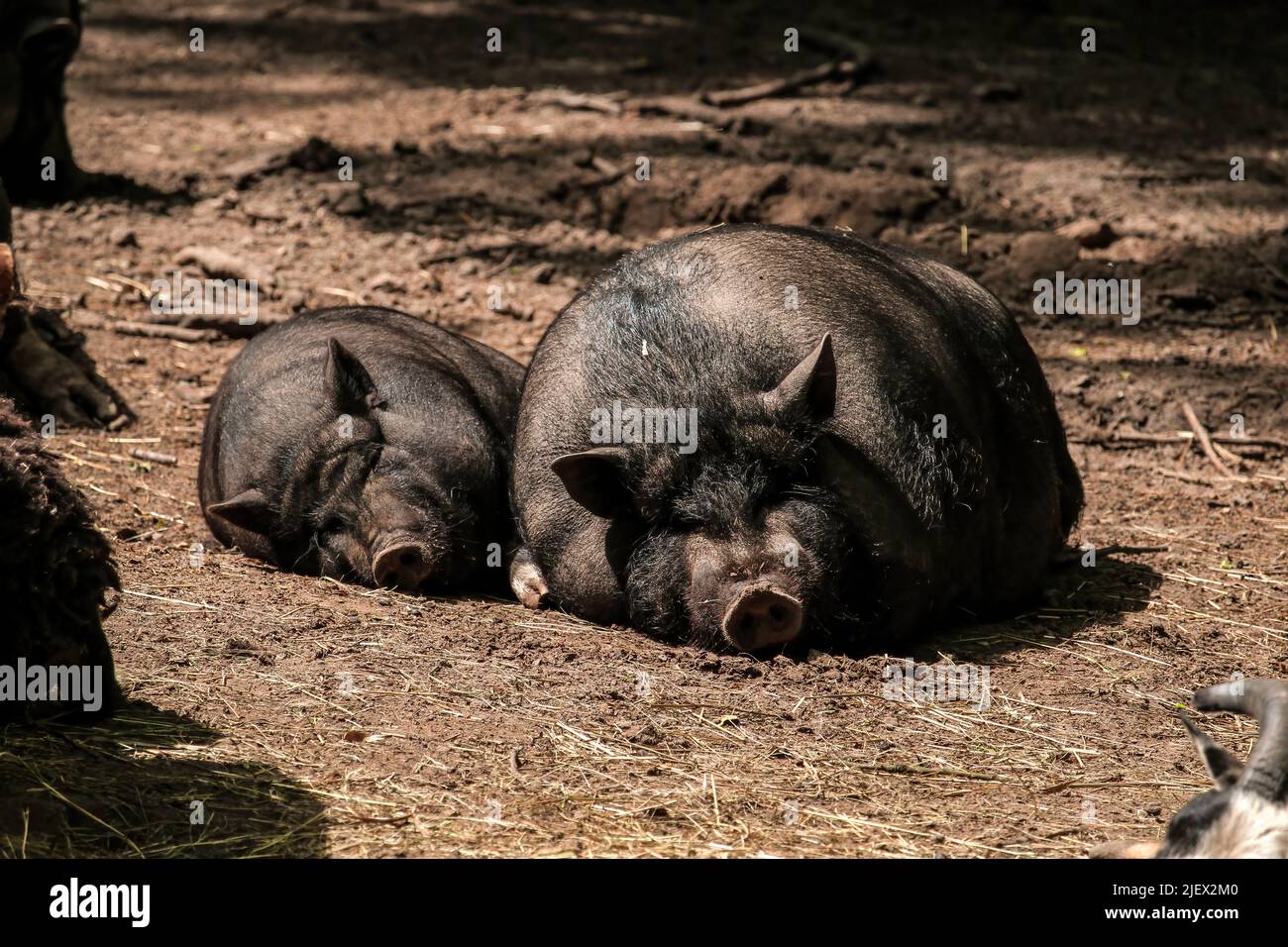 Nero grande maiale vietnamita. Maiale vietnamita abbellito di maiale Foto Stock