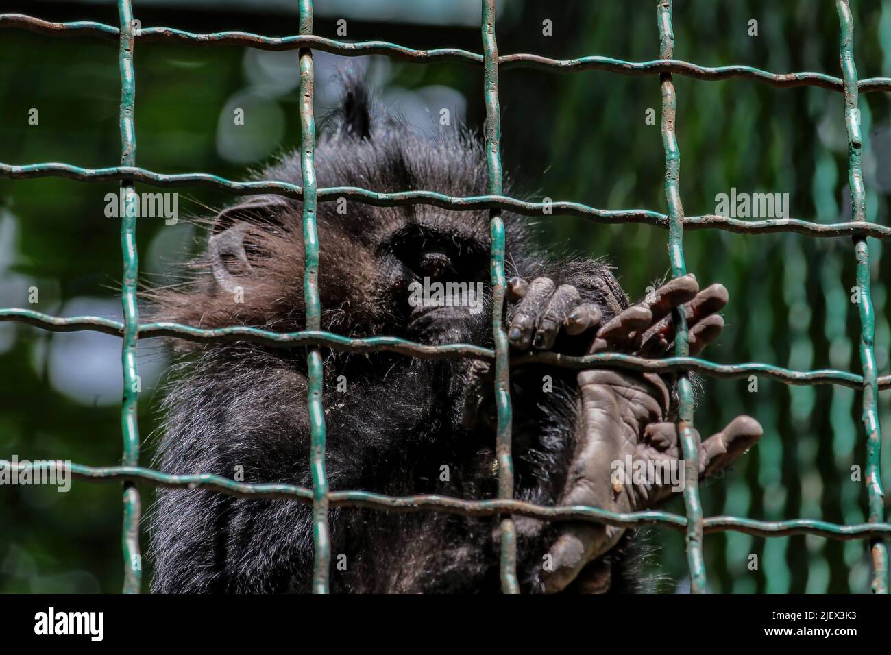 Il gorilla di montagna Gorilla beringei beringei seduto sul verde cespuglio. Il gorilla giovane guarda direttamente nella macchina fotografica. Un gorilla piccolo è sittin Foto Stock