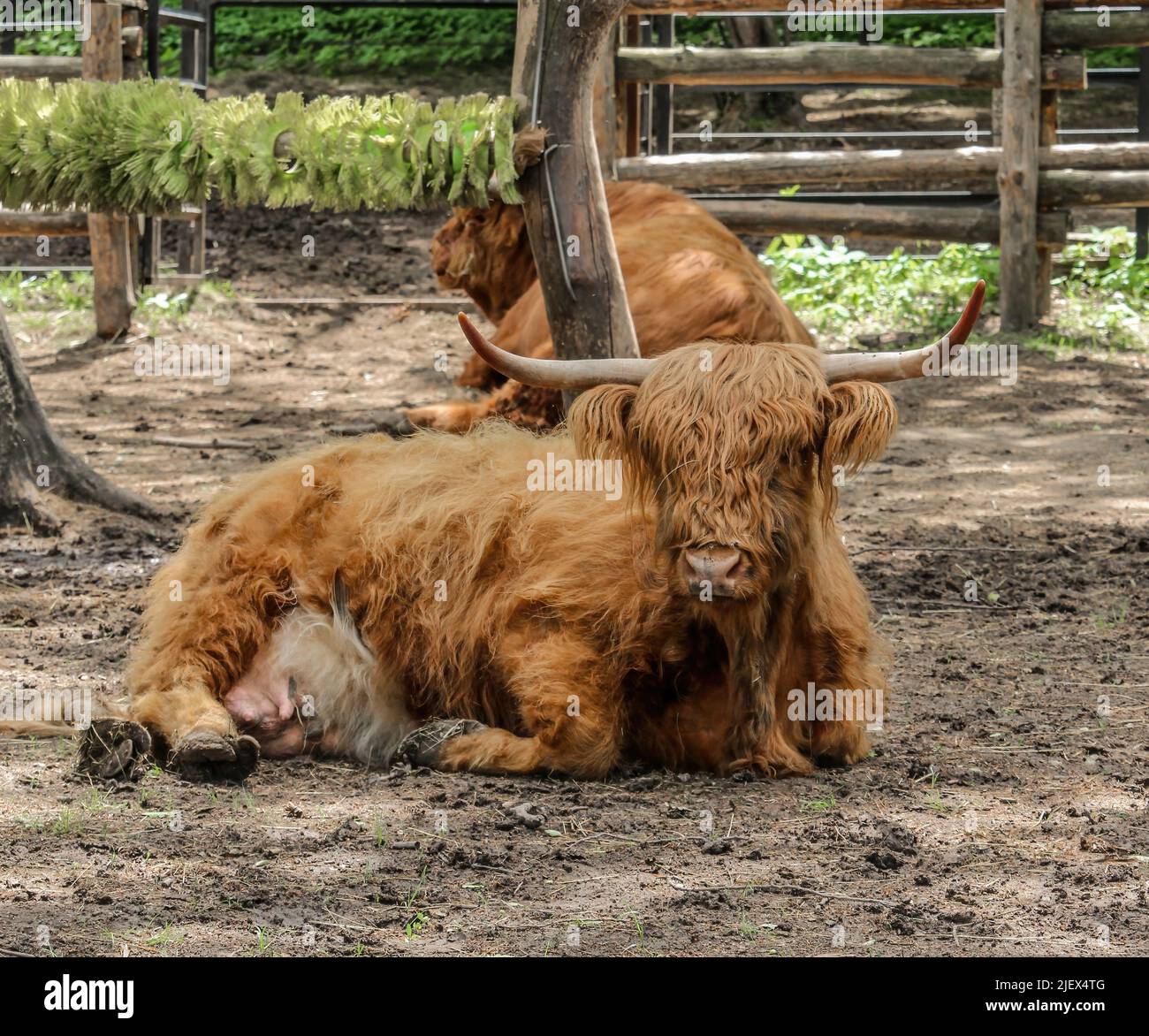 A Highland Cow bos taurus taurus o a volte noto come Hairy Coo sono una razza di bovini rustici allevati per la carne di manzo e trovati in tutto. Una mucca delle Highland si trova Foto Stock