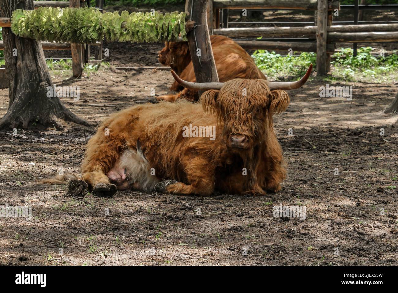 A Highland Cow bos taurus taurus o a volte noto come Hairy Coo sono una razza di bovini rustici allevati per la carne di manzo e trovati in tutto. Una mucca delle Highland si trova Foto Stock