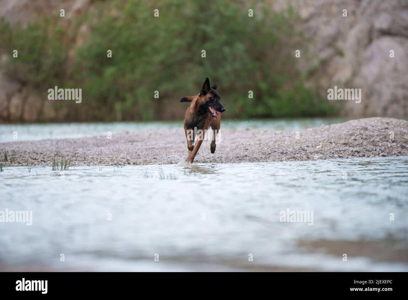 Bella femmina belga malinois pastore cane che corre in acqua lago. Foto Stock