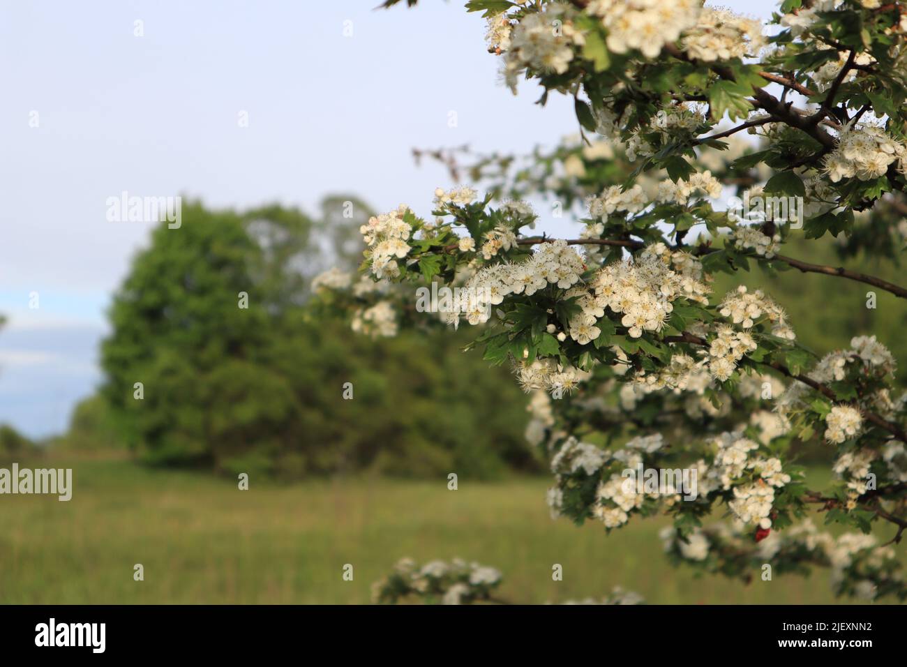 fiori di ciliegio uccello nel prato Foto Stock