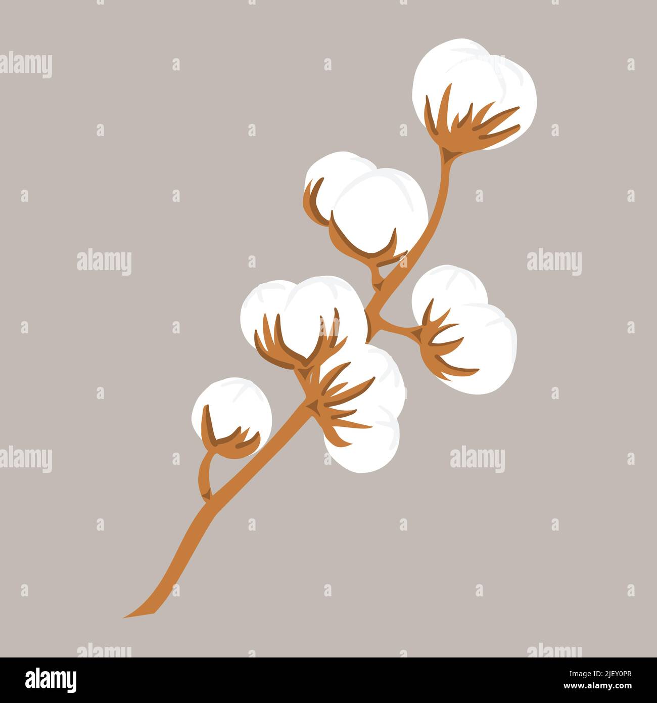 Tratto a mano delicato ramo di pianta di fiore di cotone, illustrazione vettoriale Illustrazione Vettoriale
