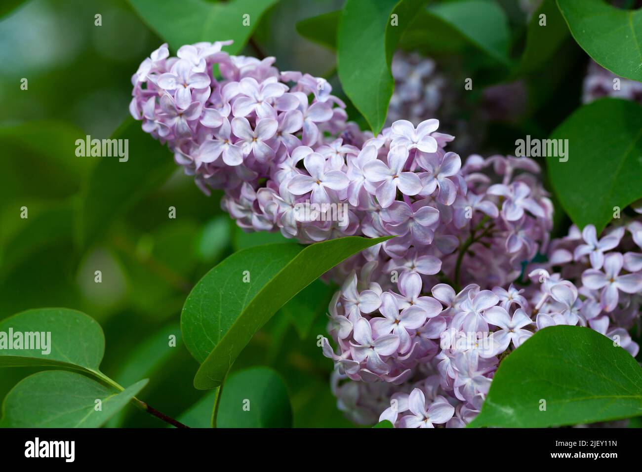 Fiori di lilla, foto di closeup con fuoco morbido selettivo di piante boscose fiorite in giardino di primavera, in una giornata estiva soleggiata Foto Stock