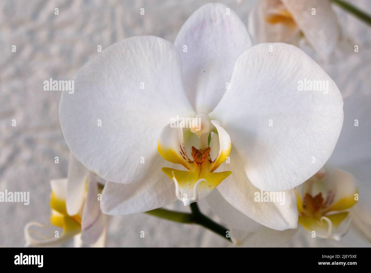 bellissimo primo piano di orchidea bianca naturale Foto Stock