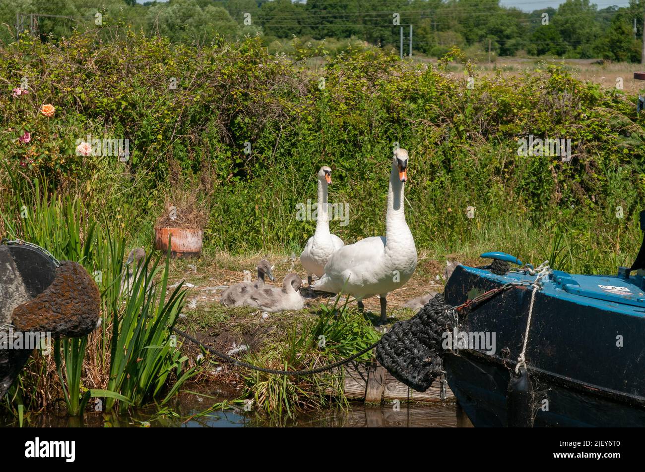 Cigni sul canale sul lato della riva con parte della barca che viene mostrata alla luce estiva Foto Stock