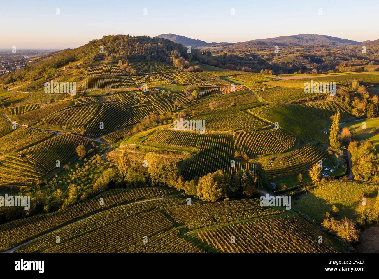 Weinbaugebiet zwischen Bensheim und Heppenheim Foto Stock
