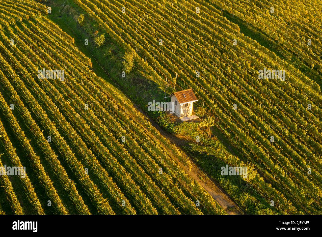 Weinbaugebiet zwischen Bensheim und Heppenheim Foto Stock