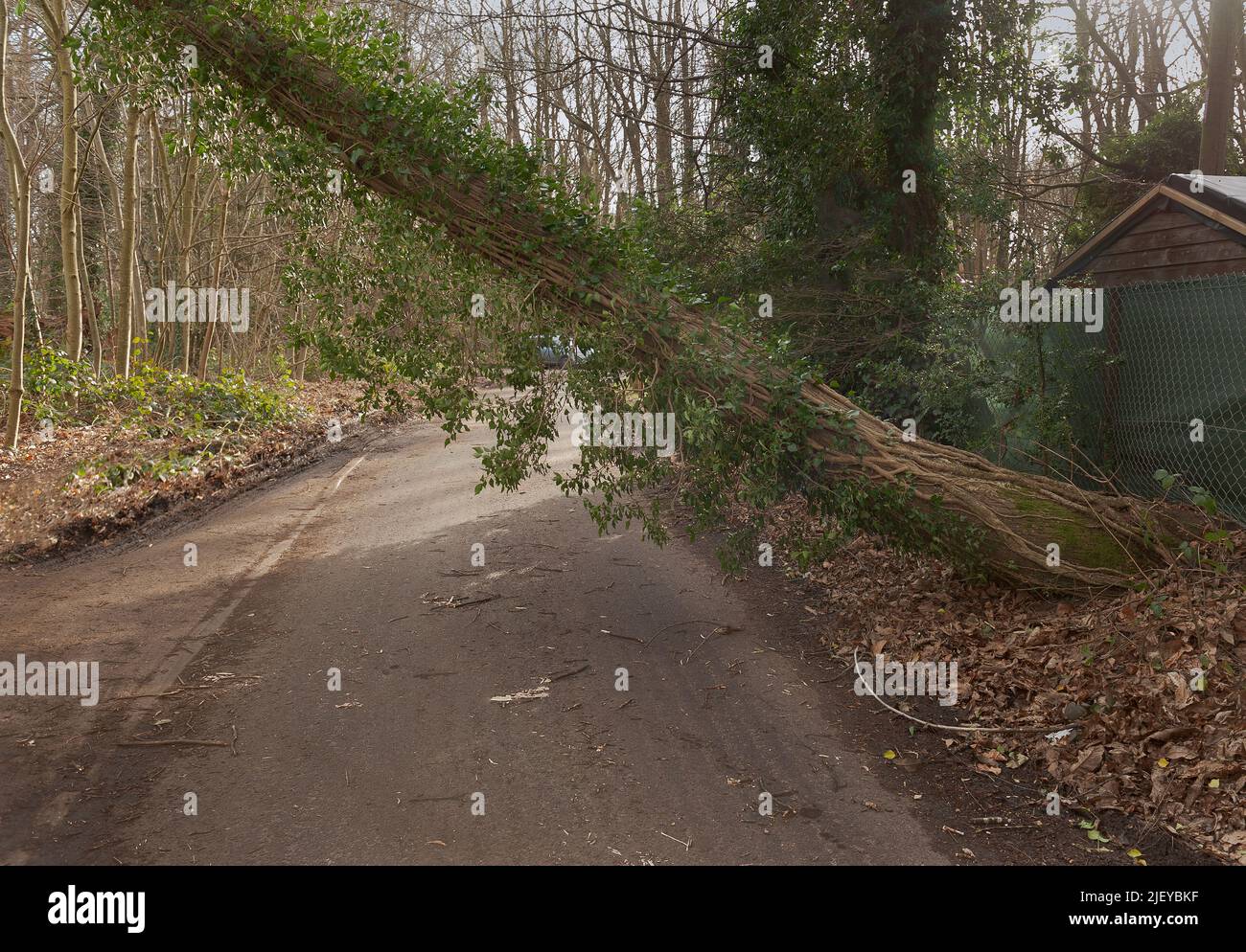 Danni e sconvolgimenti dalla tempesta Eunice dove un albero di cenere precariamente equilibrato sospeso sulla linea elettrica in stretta corsia di campagna immediatamente dopo la tempesta Foto Stock