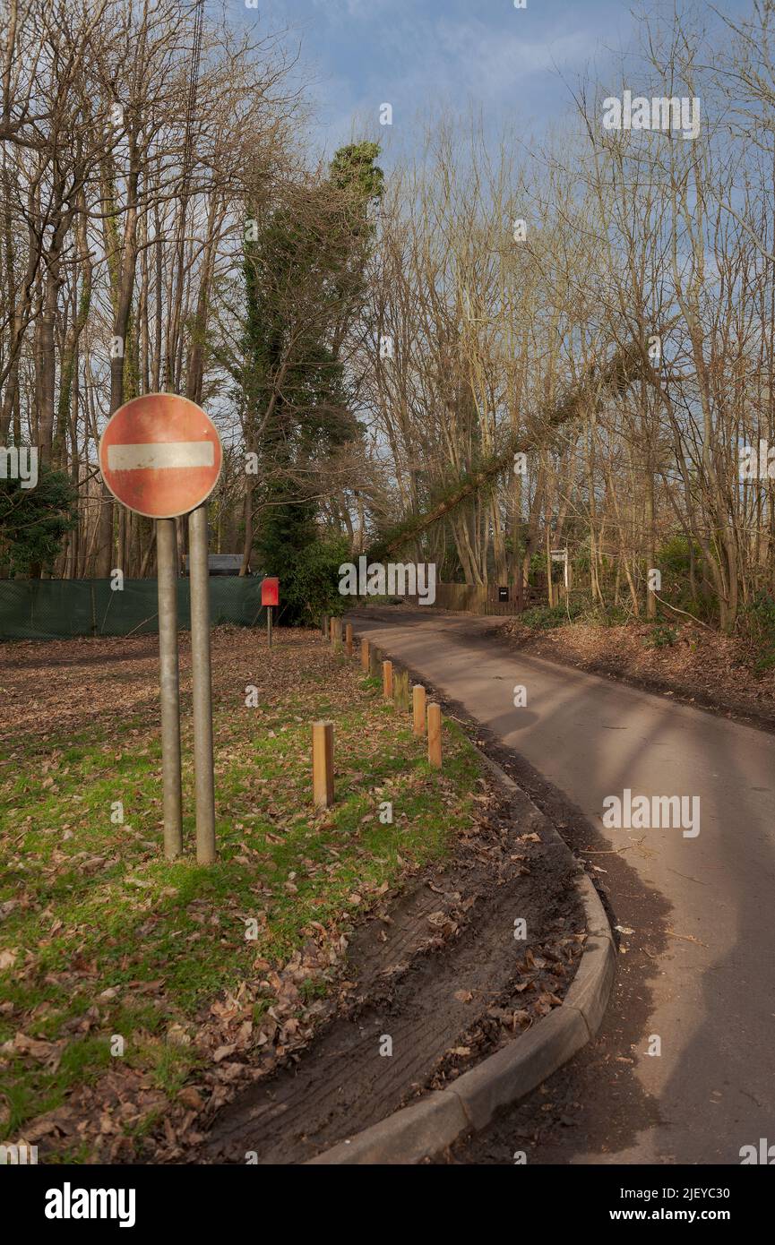 Danni e sconvolgimenti dalla tempesta Eunice dove un albero di cenere precariamente equilibrato sospeso sulla linea elettrica in stretta corsia di campagna immediatamente dopo la tempesta Foto Stock