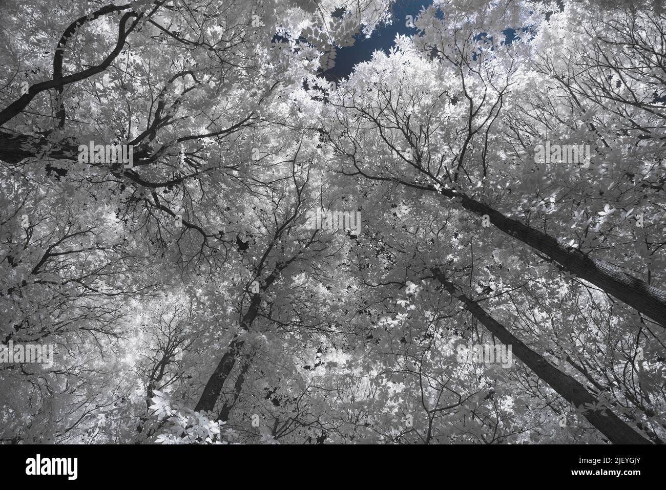 Mature alto vecchio comune castagno dolce Castanea sativa sotto la luce infrarossa con foglie che riflettono il calore Foto Stock