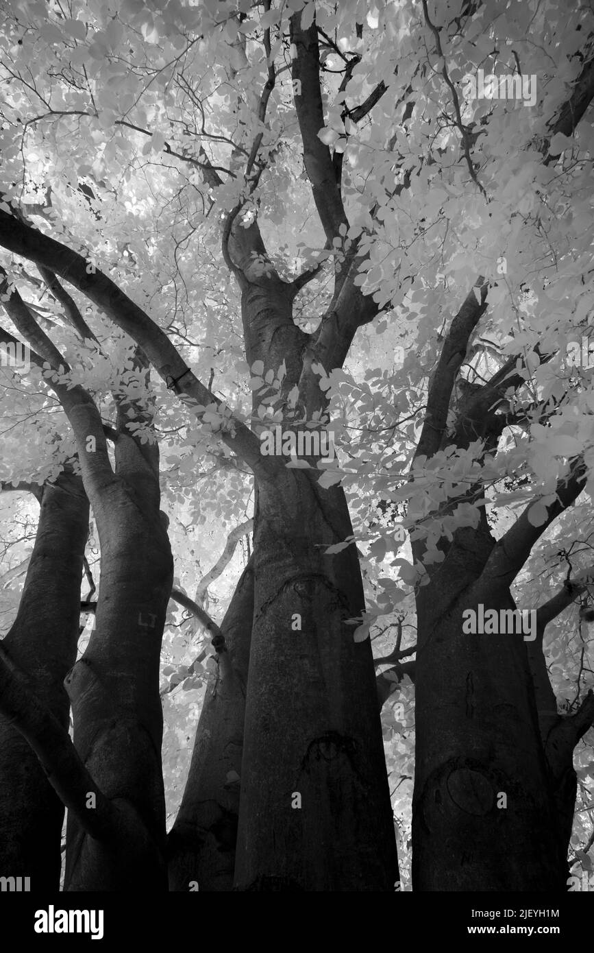 Faggio vecchio comune maturo Fagus sylvatica sotto la luce infrarossa con foglie che riflettono il calore Foto Stock
