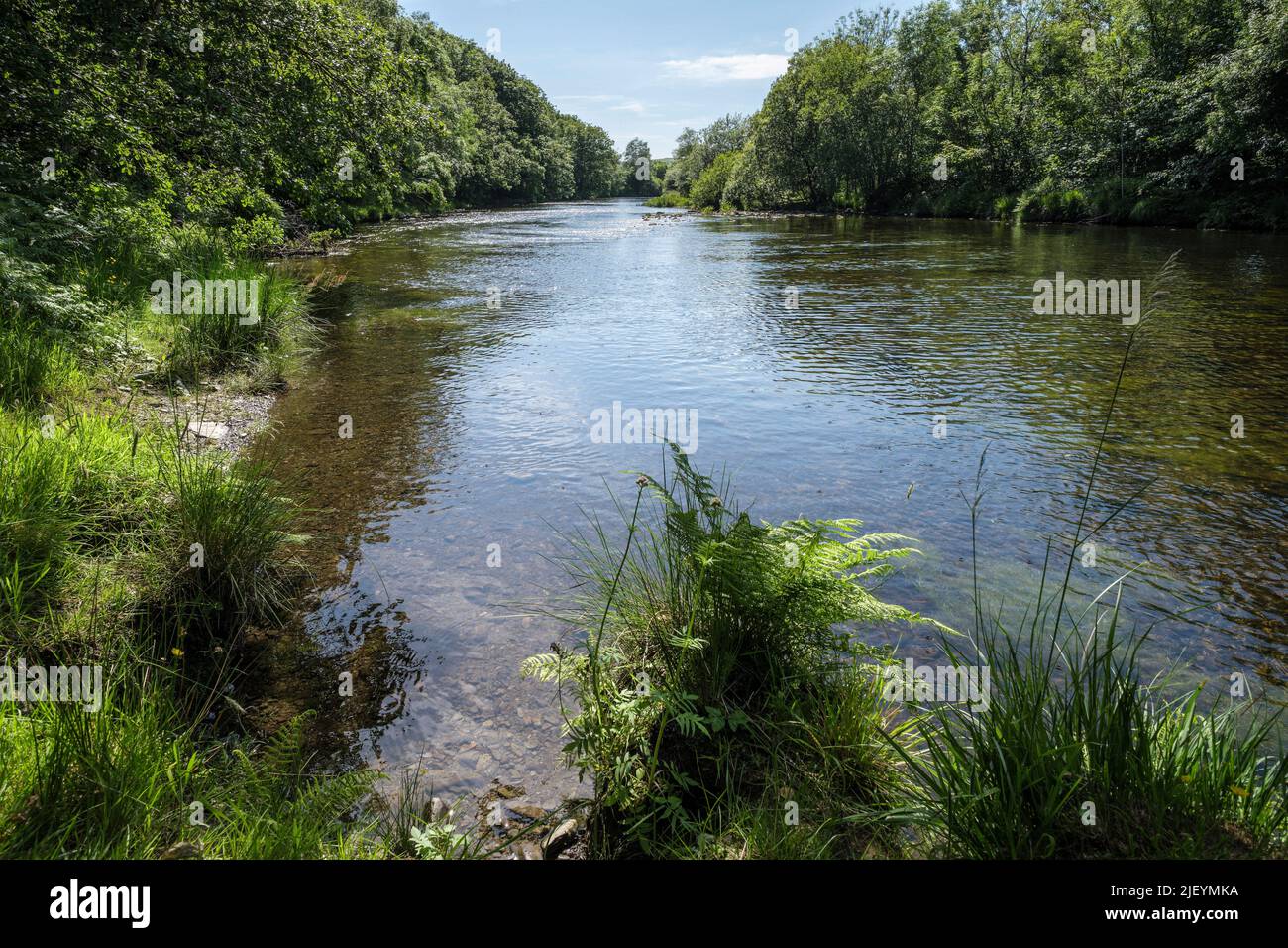 Il fiume Rheidol sotto il bacino di CWM Rheidol vicino Aberffrwd, Rheidol Valley, Cerediaion, Galles Foto Stock