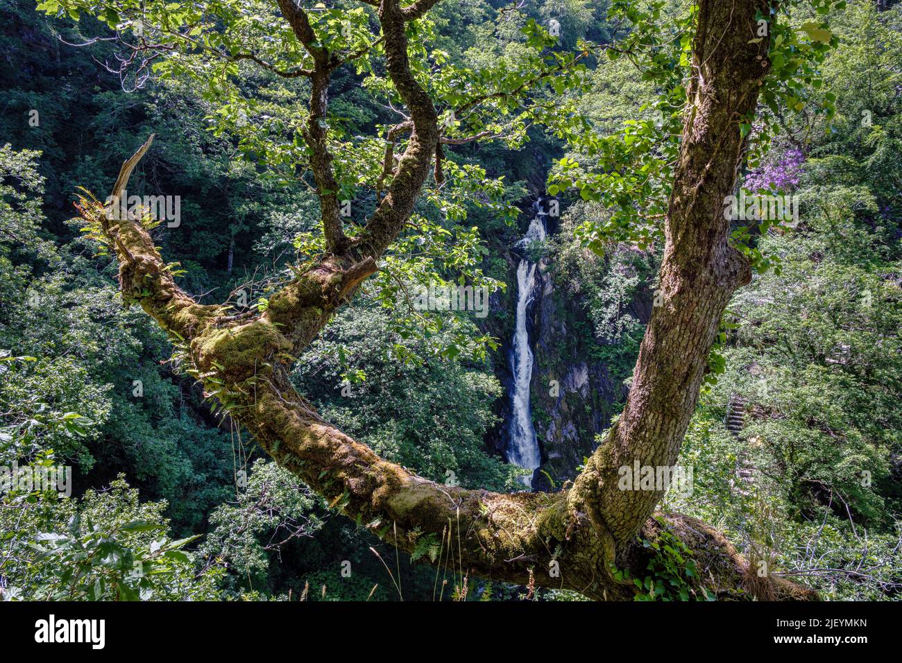 Cascate di Mynach, Ponte del Diavolo, Rheidol Valley, Cerediaion, Galles Foto Stock