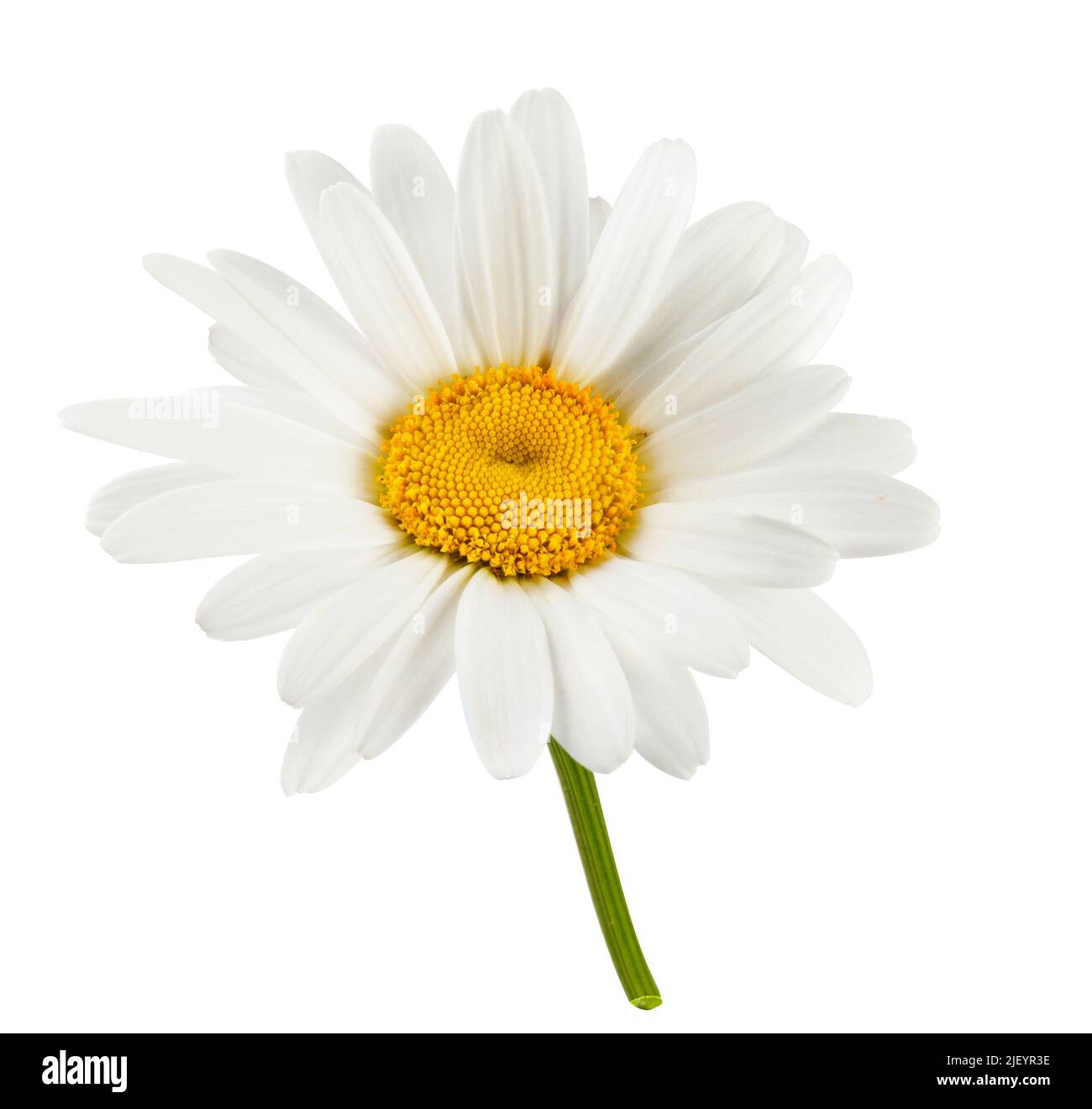 Camomilla fiore isolato. Testa di camomilla su sfondo bianco. Foto Stock