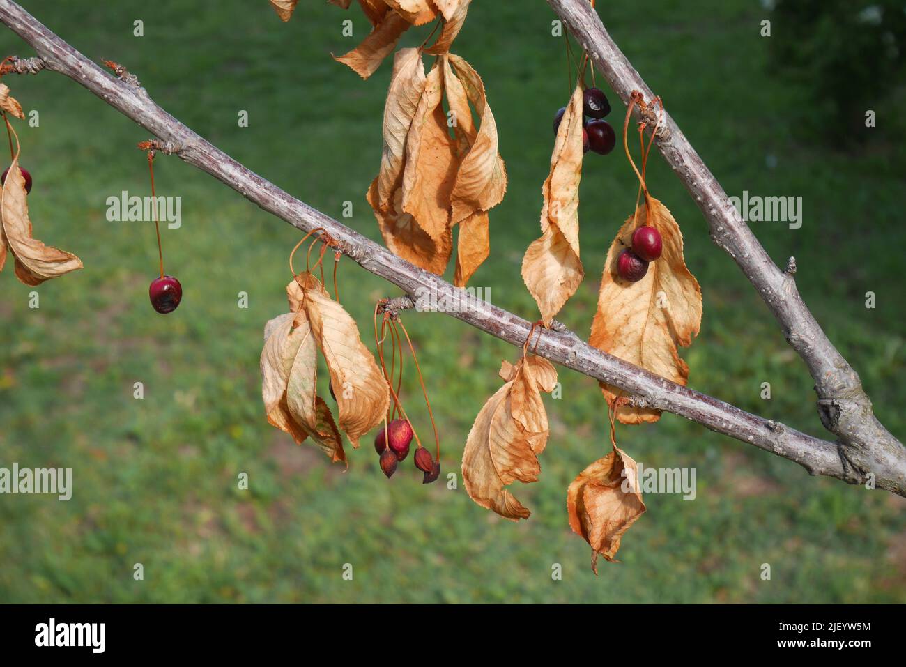 Albero di ciliegio che soffre di radice di marciume., Ungheria Foto Stock