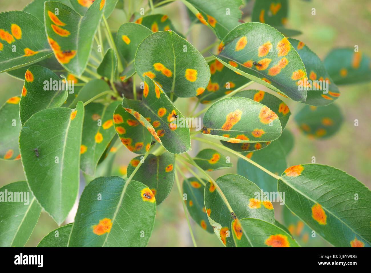 Ruggine di pera europea, gymnosporangium sabinae, su un albero di pera, in un giardino, Ungheria Foto Stock
