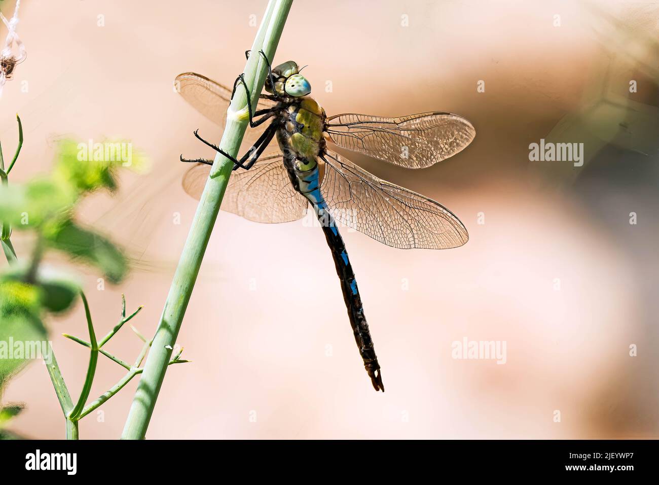 Epaulet Skimmer (Orthetrum Chrysostigma) immagine di Dragonfly catturata lungo il flusso di essiccazione del Rio JATE, la Heradurra, Almuneca, Andalusia, Spagna. 18th Foto Stock