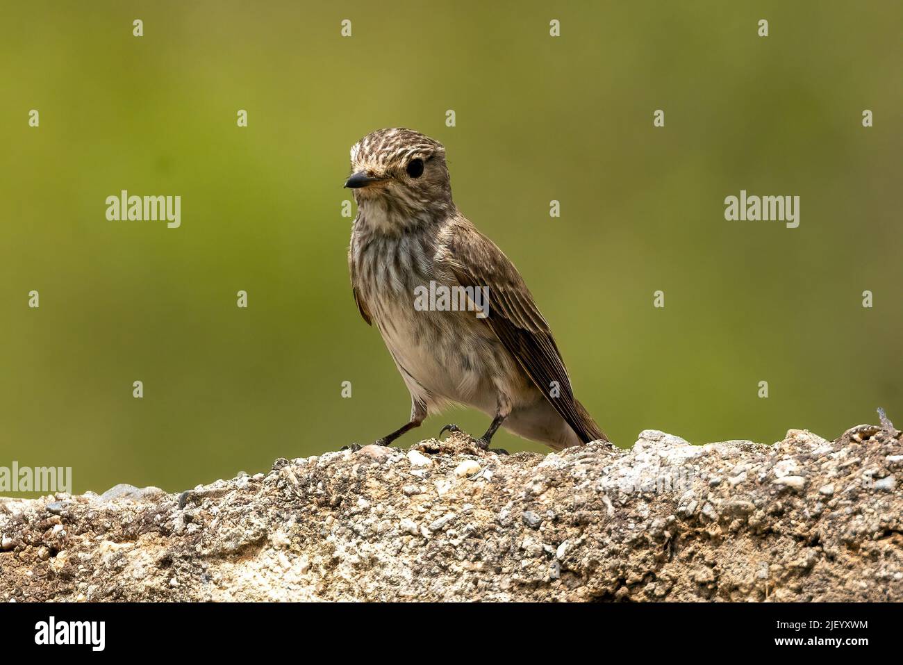 Flycatcher avvistato vicino alla riva del Rio JATE, Almuneca, Andalucia, Spagna. 10th maggio 2022 Foto Stock