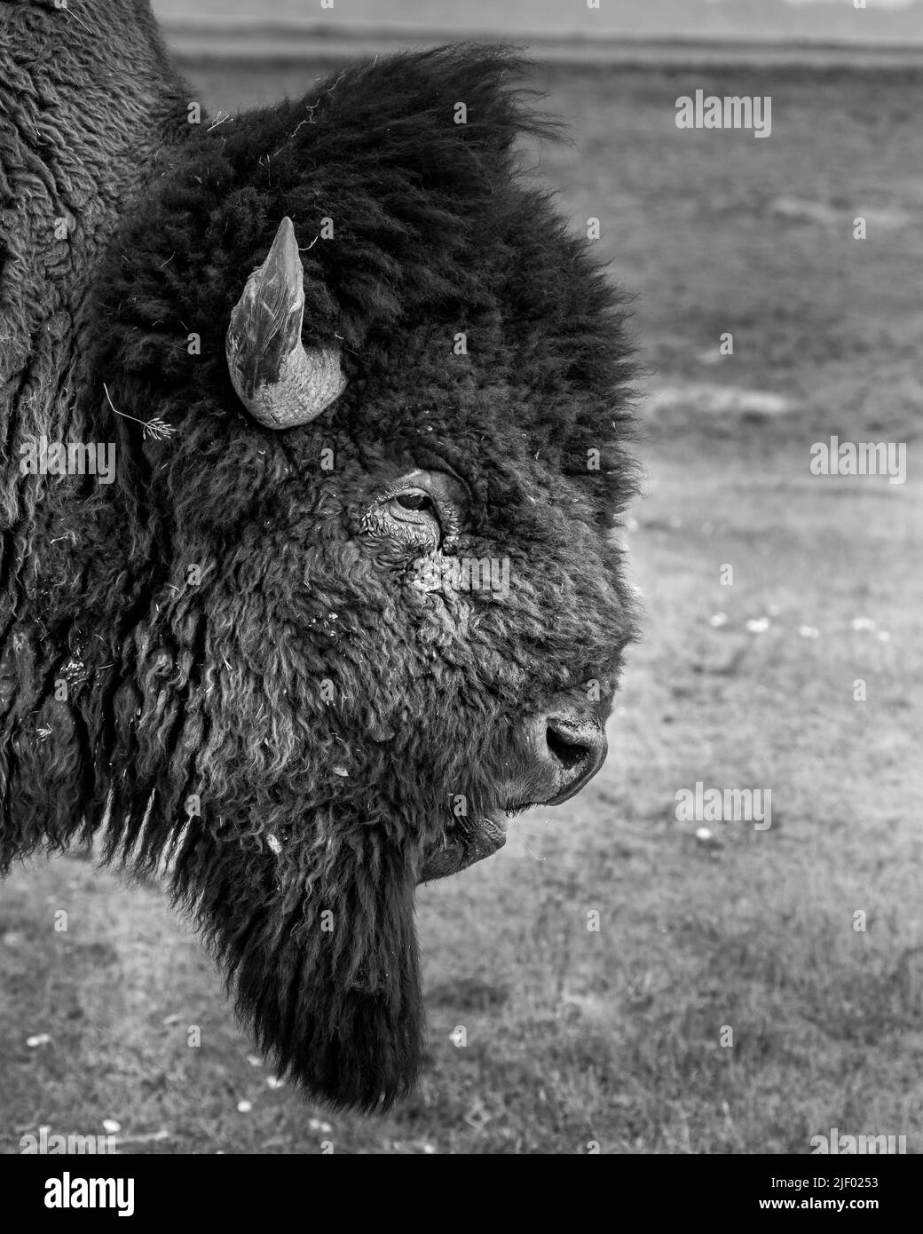 Profilo di Bison in Bianco e Nero Foto Stock