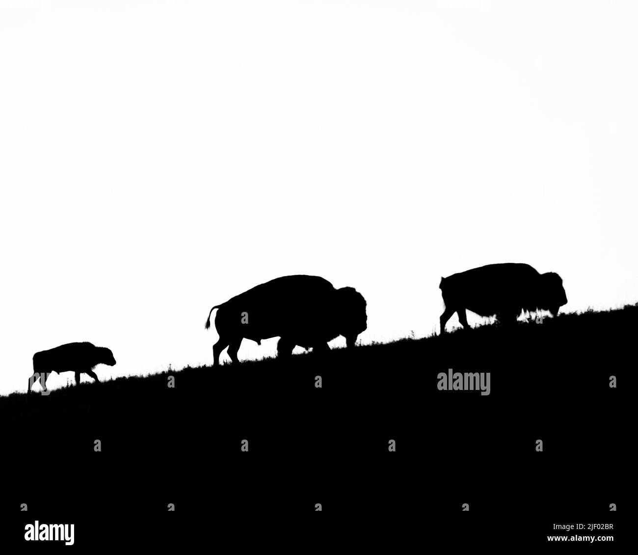 La mandria di bisonti si dirigeva sopra la collina in prima serata e questi tre si allineavano piacevolmente Foto Stock