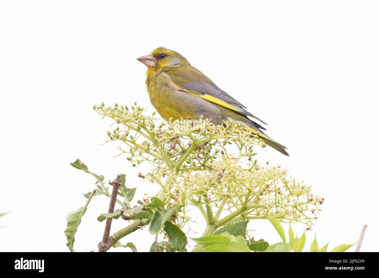 Verdfinch (Carduelis chloris) arroccato in albero anziano Cley Marshes NWT Norfolk GB UK Giugno 2022 Foto Stock