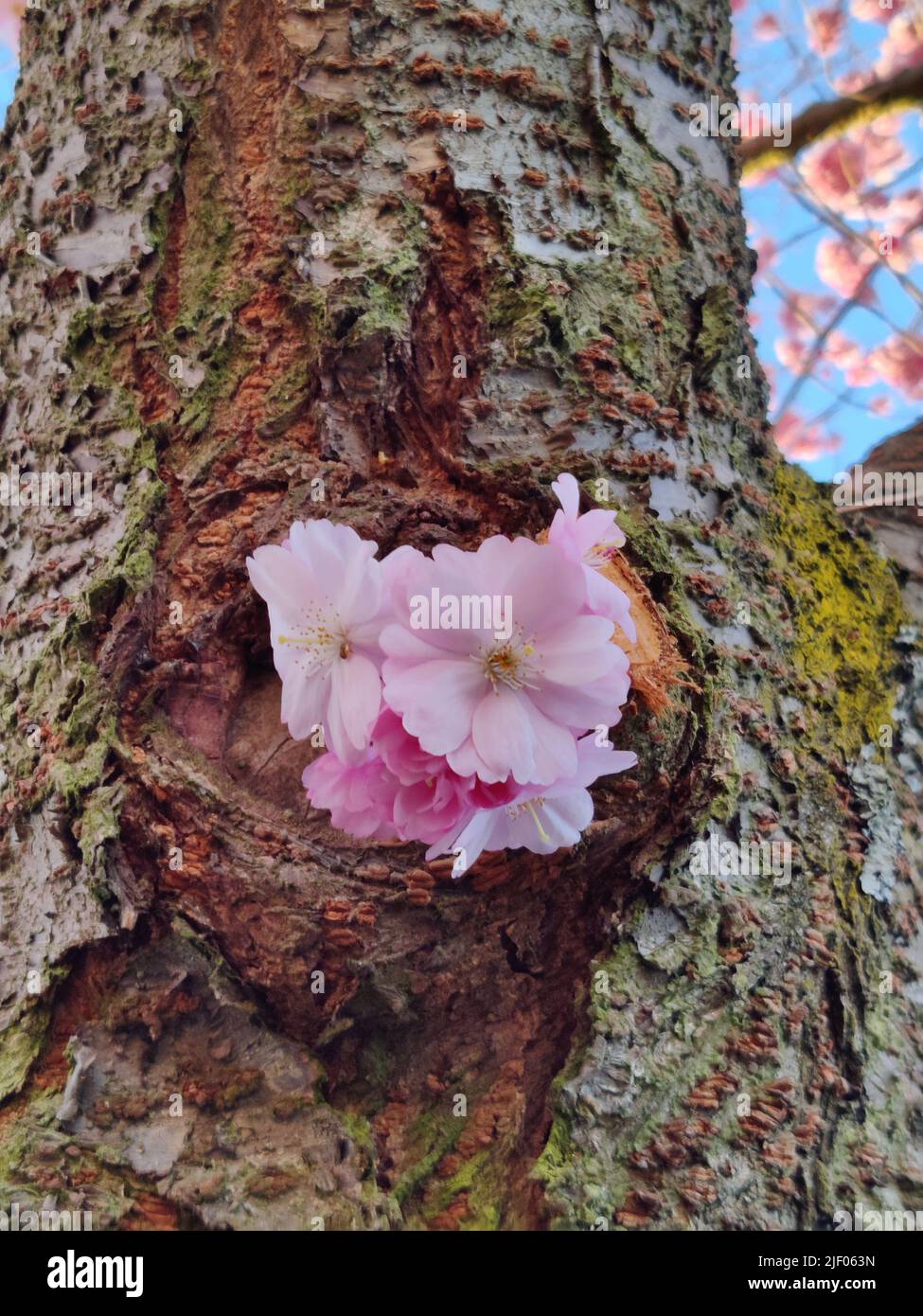Giovane germoglio di ciliegio che cresce dal tronco di albero mostrando alcuni fiori rosa. Messa a fuoco selettiva e sfondo sfocato Foto Stock