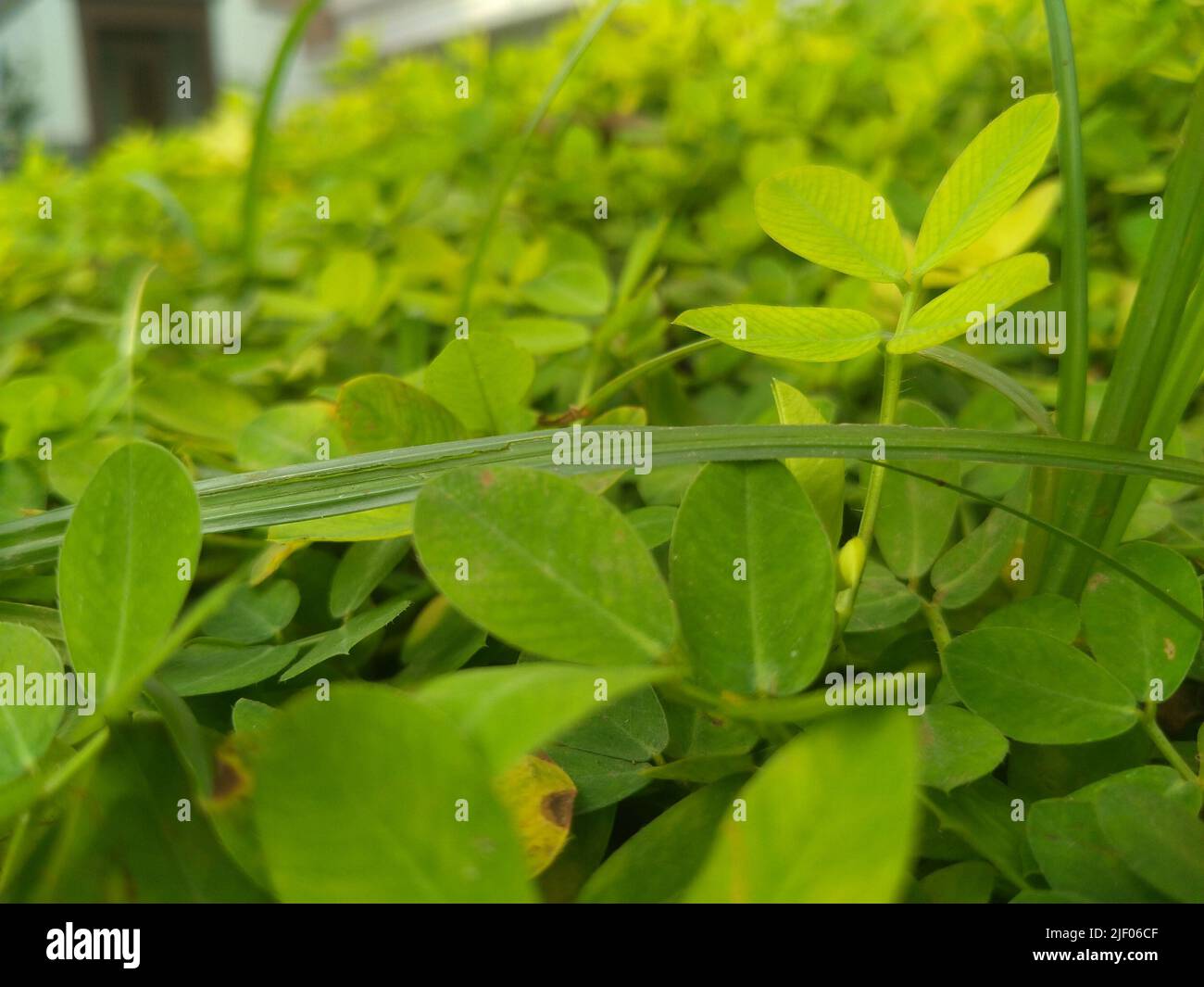 Un primo piano di Arachis pinto, verde Pinto foglie di arachidi nel giardino di giorno. Foto Stock