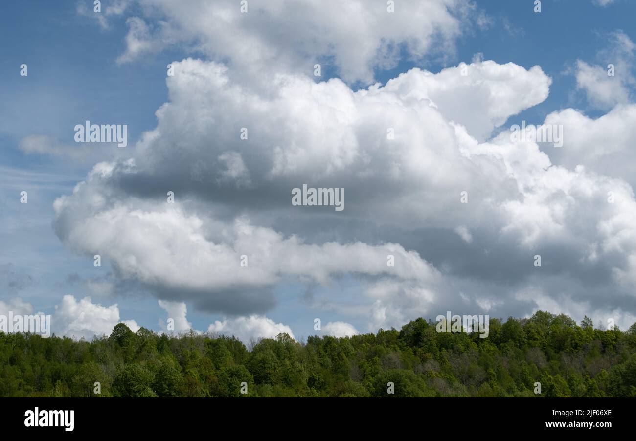 Nuvole di cumuli luminosi sopra le canopie della foresta, nuvole soffici e morbide Foto Stock