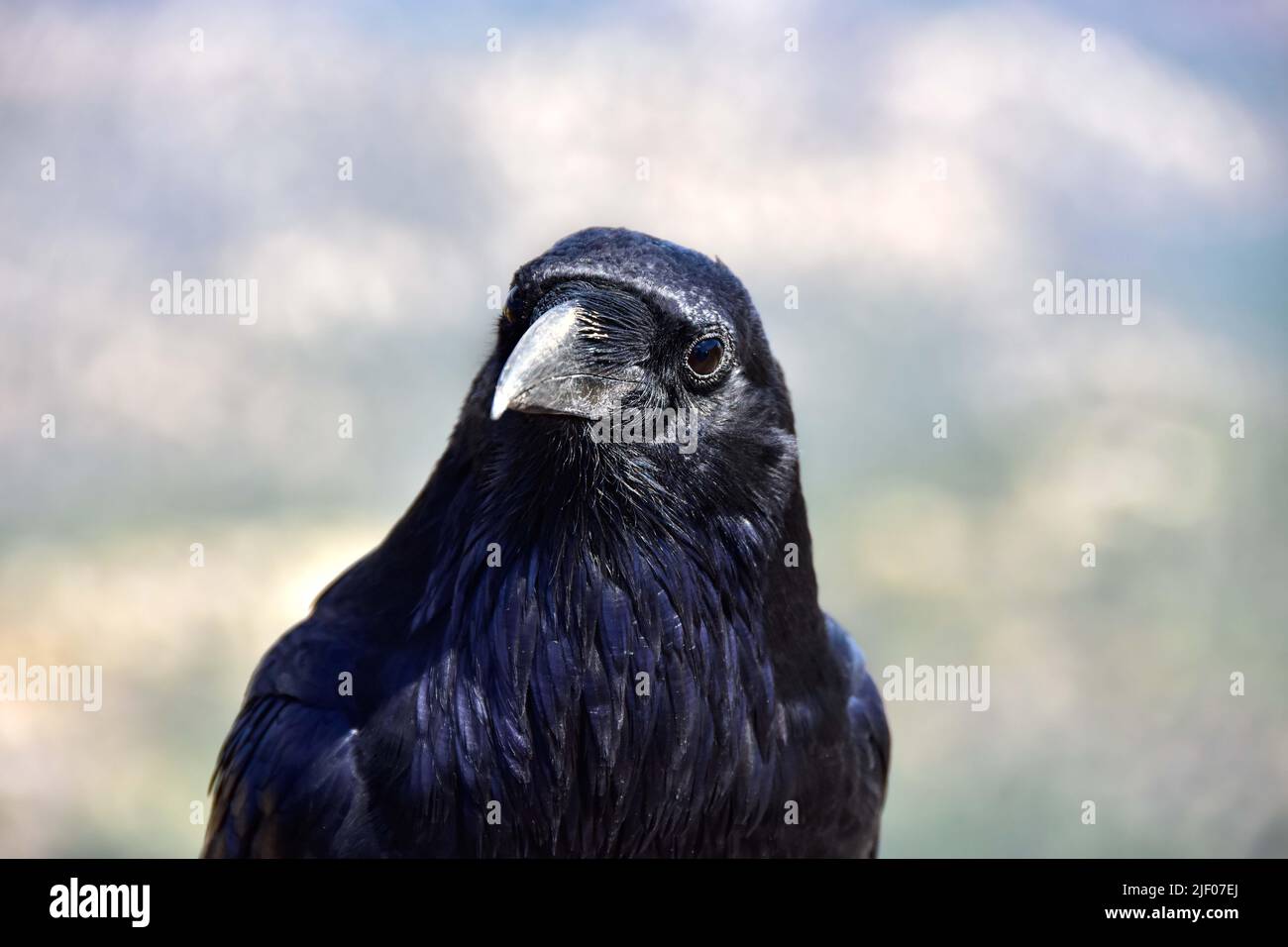 Ritratto di un curioso Raven. Foto Stock